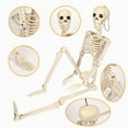 thumbnail image 2 of Clearance 2026 Halloween Decoration Outdoor Skeleton,Plastic Posable Skeleton with Movable Joints, Small Hanging Skeletons for Halloween Decor, Haunted House Graveyard Props,Can Be Hung and Set Up, 2 of 7