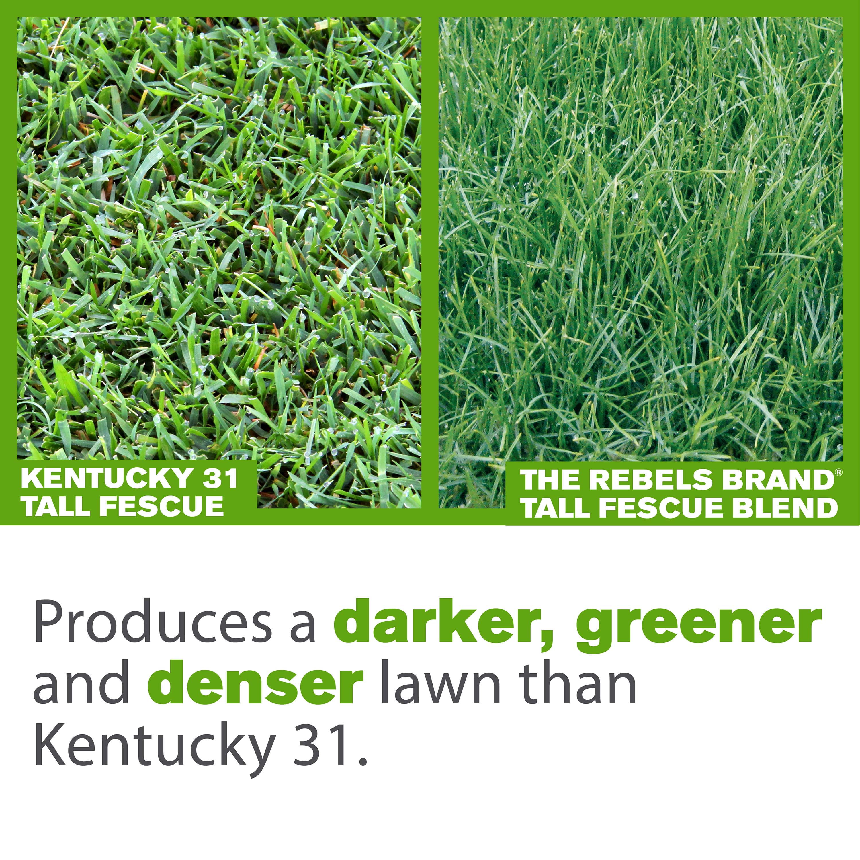 Buy The Rebels Tall Fescue Grass Seed, for Sun to Medium Shade; 7 lb. Covers 1,750 sq. ft Online