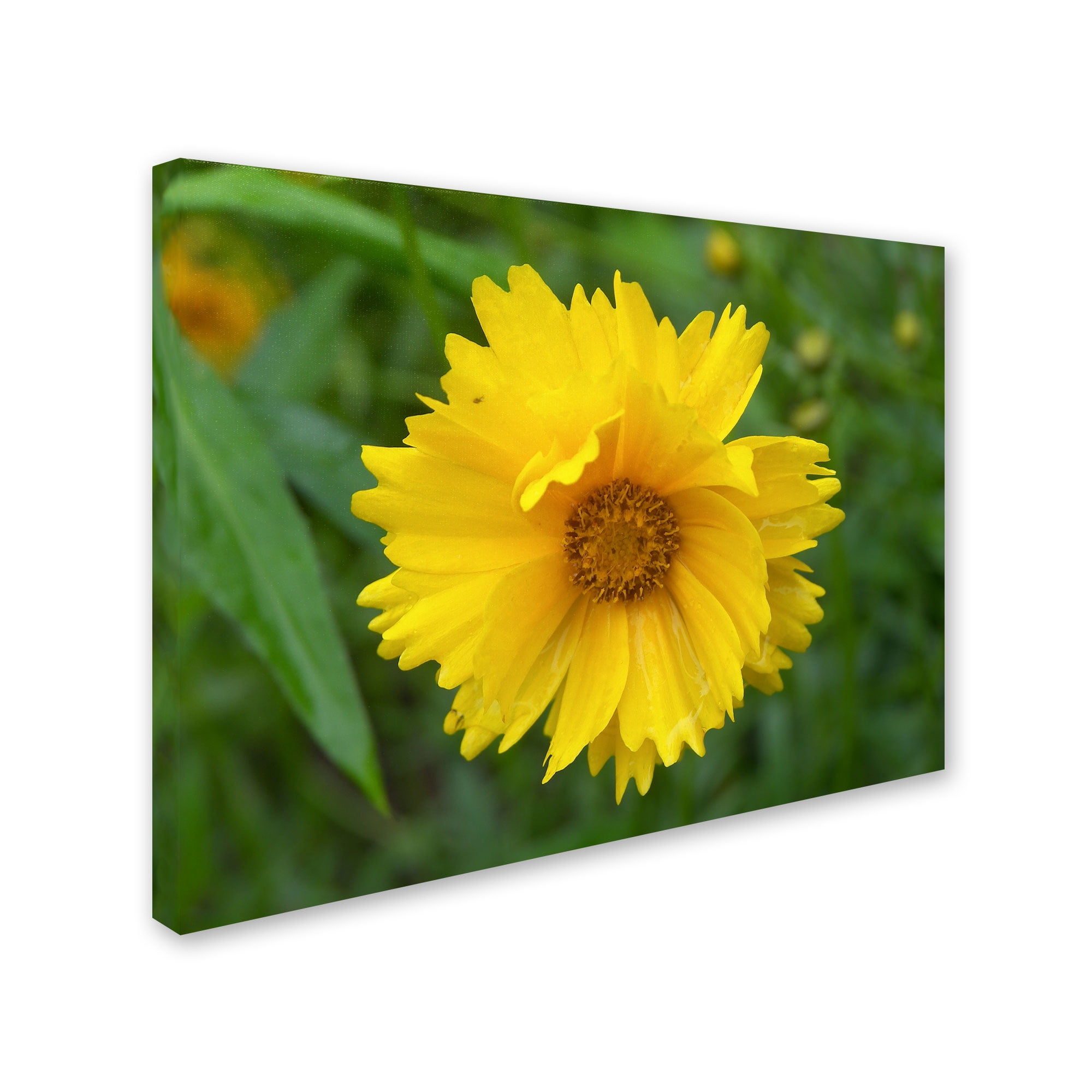 Trademark Fine Art "Purity" Canvas Art by Monica Fleet