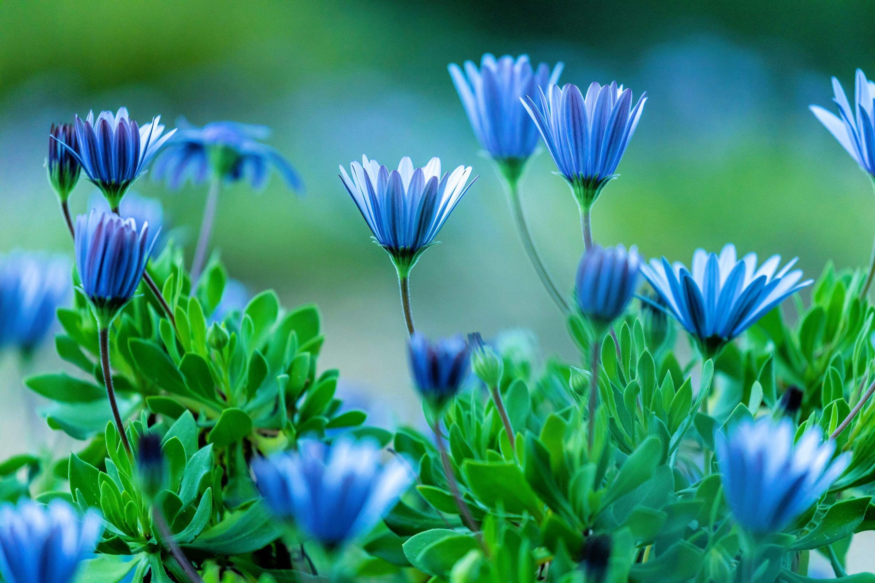Seedville Felicia Daisy - Thumbnail 4