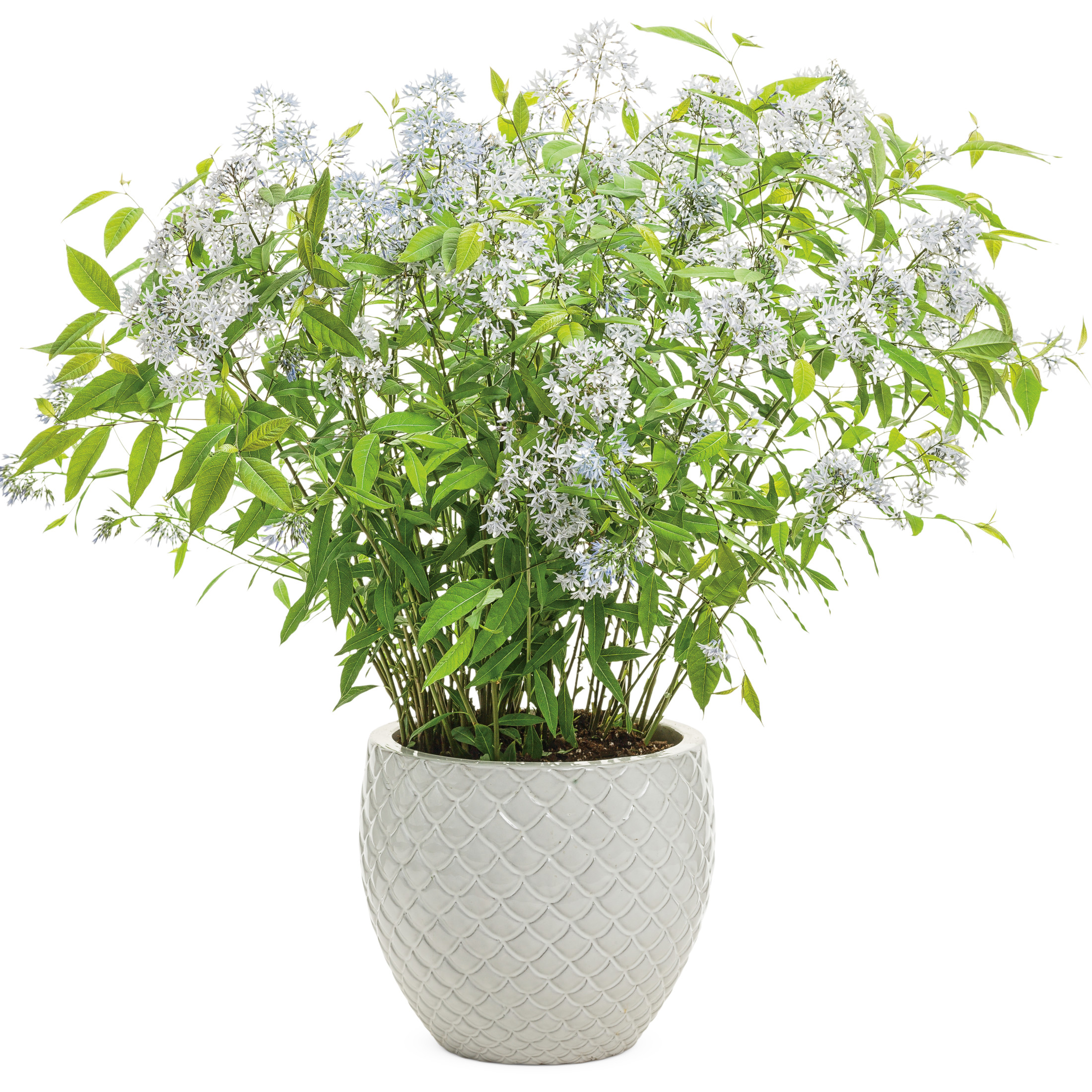 Proven Winners 6" Blue 'Storm Cloud' Bluestar Live Plant in 7.5" Pot