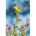 thumbnail image 2 of Jaynes Gallery 23x32 White Modern Wood Framed Museum Art Print Titled - Arizona-Santa Cruz County Lesser goldfinch on flower, 2 of 4