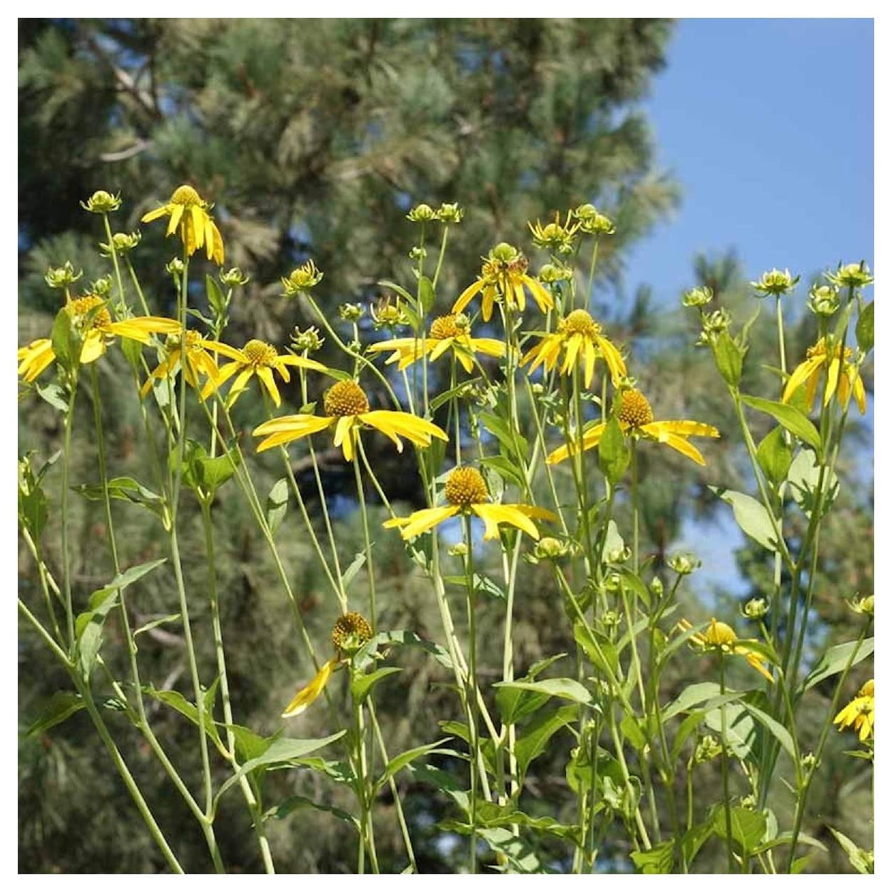 Everwilde Farms - 1 lb Wild Golden Glow Native Wildflower Seeds - Gold Vault Bulk Seed Packet