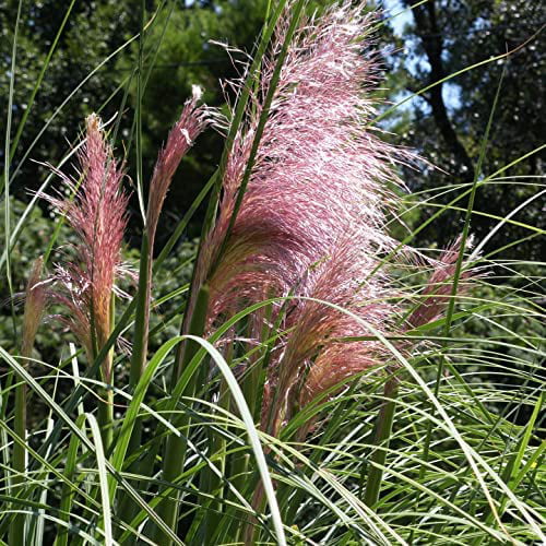 Outsidepride Pampas Grass Seeds - Pink - 1000 Seeds