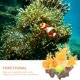thumbnail image 3 of WEUVEB Planta Artificial Para Acuario Decorativa Con Natural Y Acabado Exquisito, 3 of 5