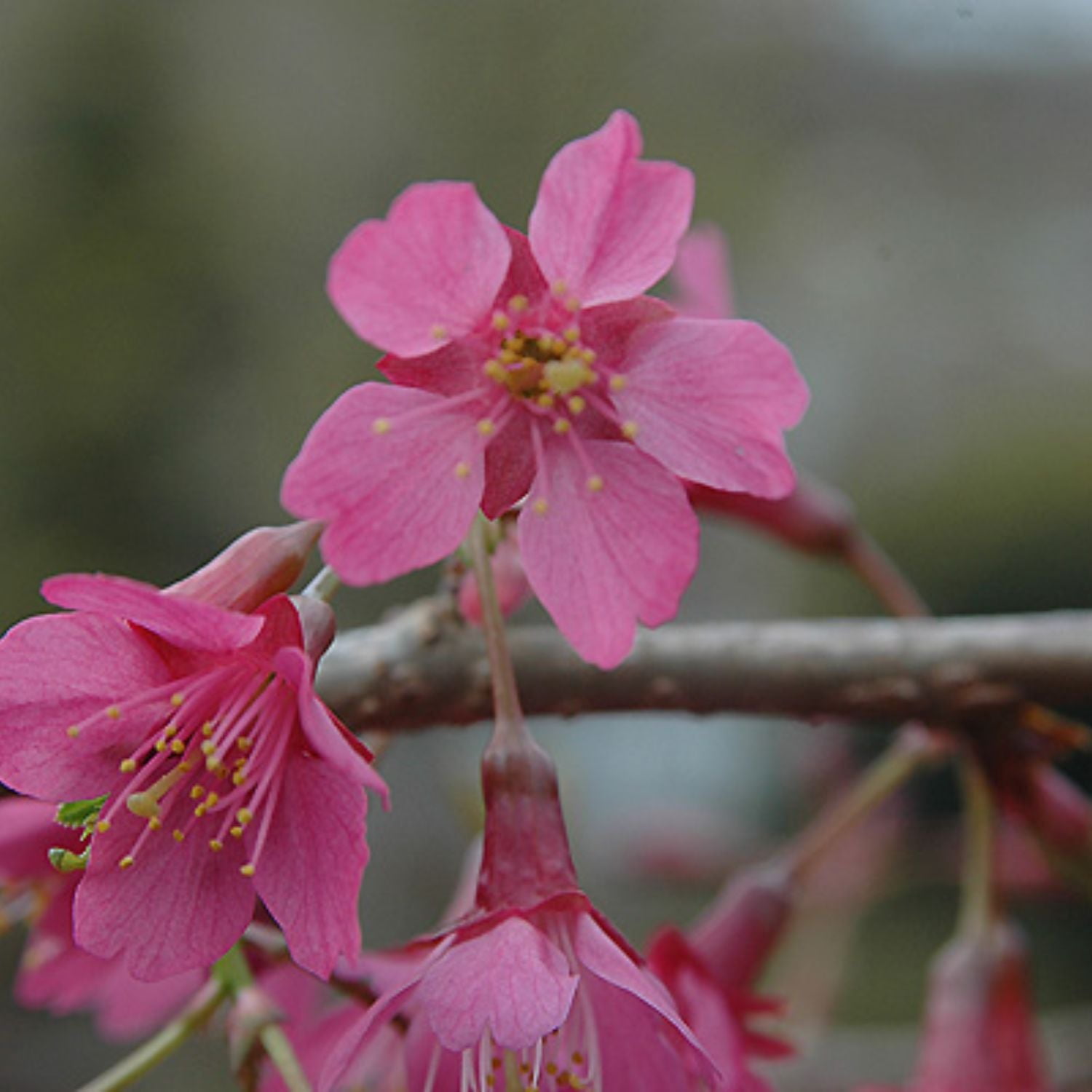 Expert Gardener 4-5' Cherry Flowering First Lady Live Tree in 1 gal. Grower Pot