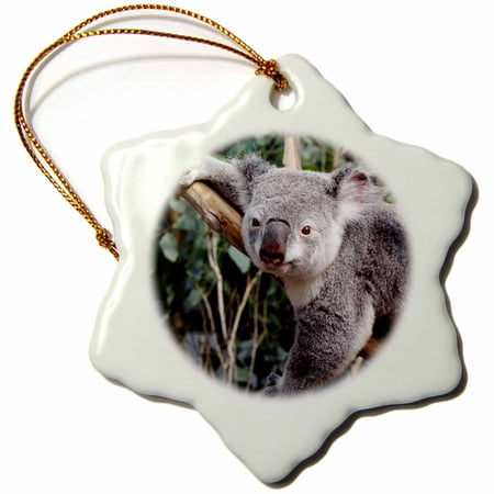 3dRose Australia, Sydney, Featherdale Wildlife Park, Koala Bears - Snowflake Ornament,