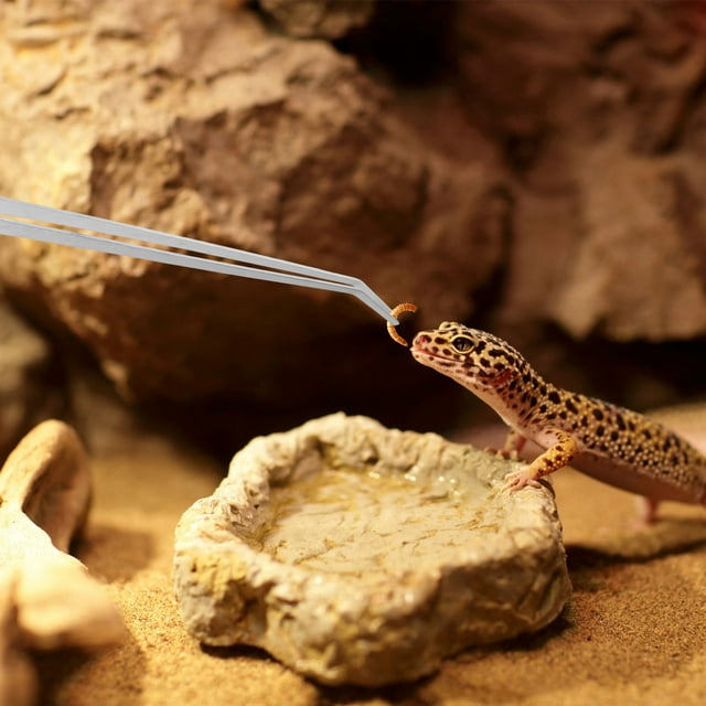OULII 6Ud Pinzas Metálicas Extra Largas Para Acuario Y Terrario Con Punta Doblada Para Paisajismo Acuático