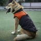 thumbnail image 3 of Chaleco de plumas para perros grandes, naranja, duradero para aventuras al aire libre (2XL), impermeable y acolchado, 3 of 8