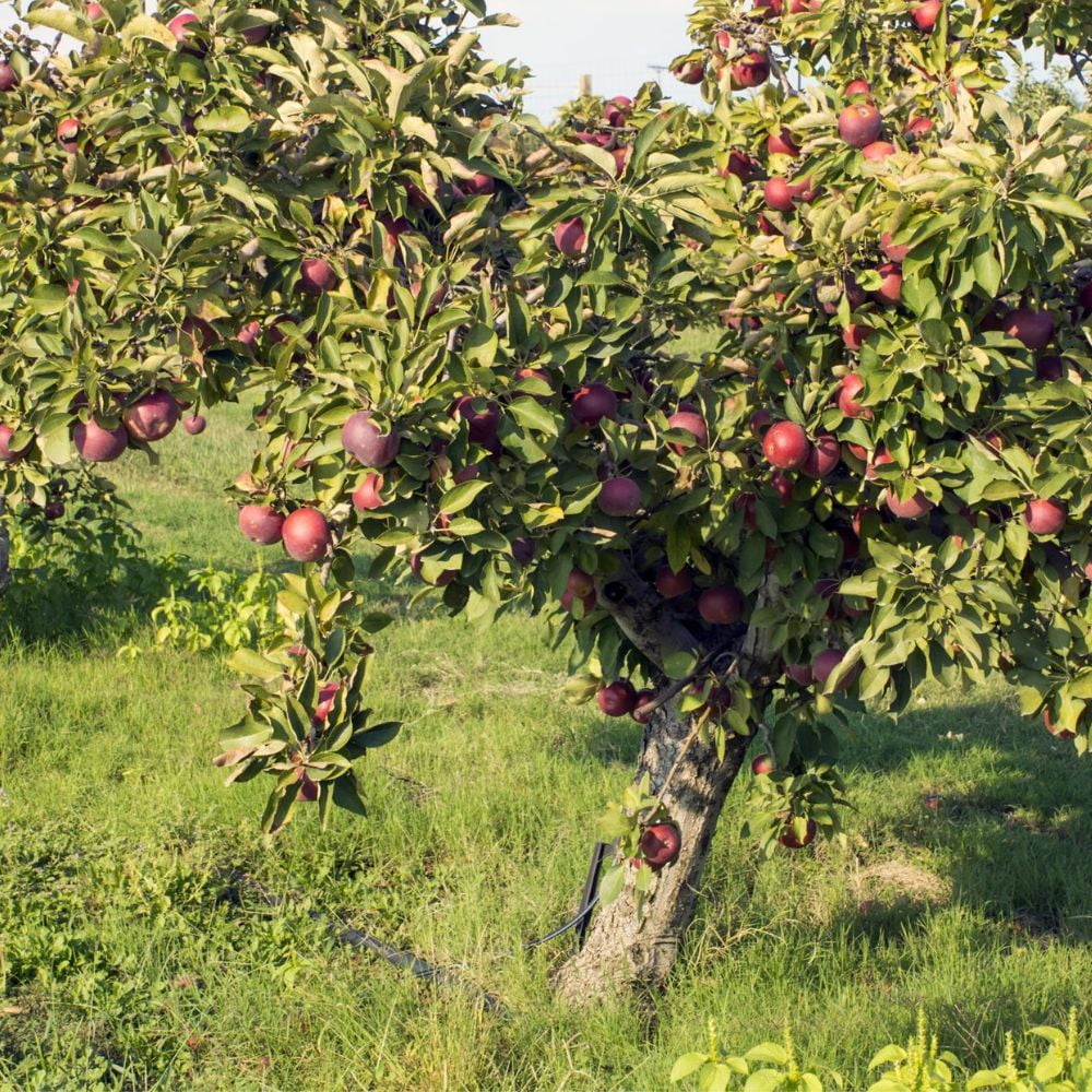 Expert Gardener 3-4 ft tall Arkansas Black Apple Live Tree in 7-Gallon Grower Pot