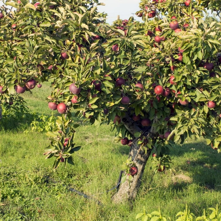 Expert Gardener 3-4 ft tall Arkansas Black Apple Live Tree in 7