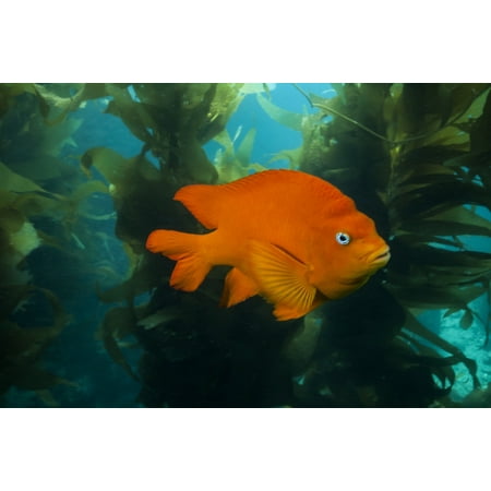 Garibaldi hide in the kelp in the Catalina Islands California Poster Print by Jennifer IdolStocktrek