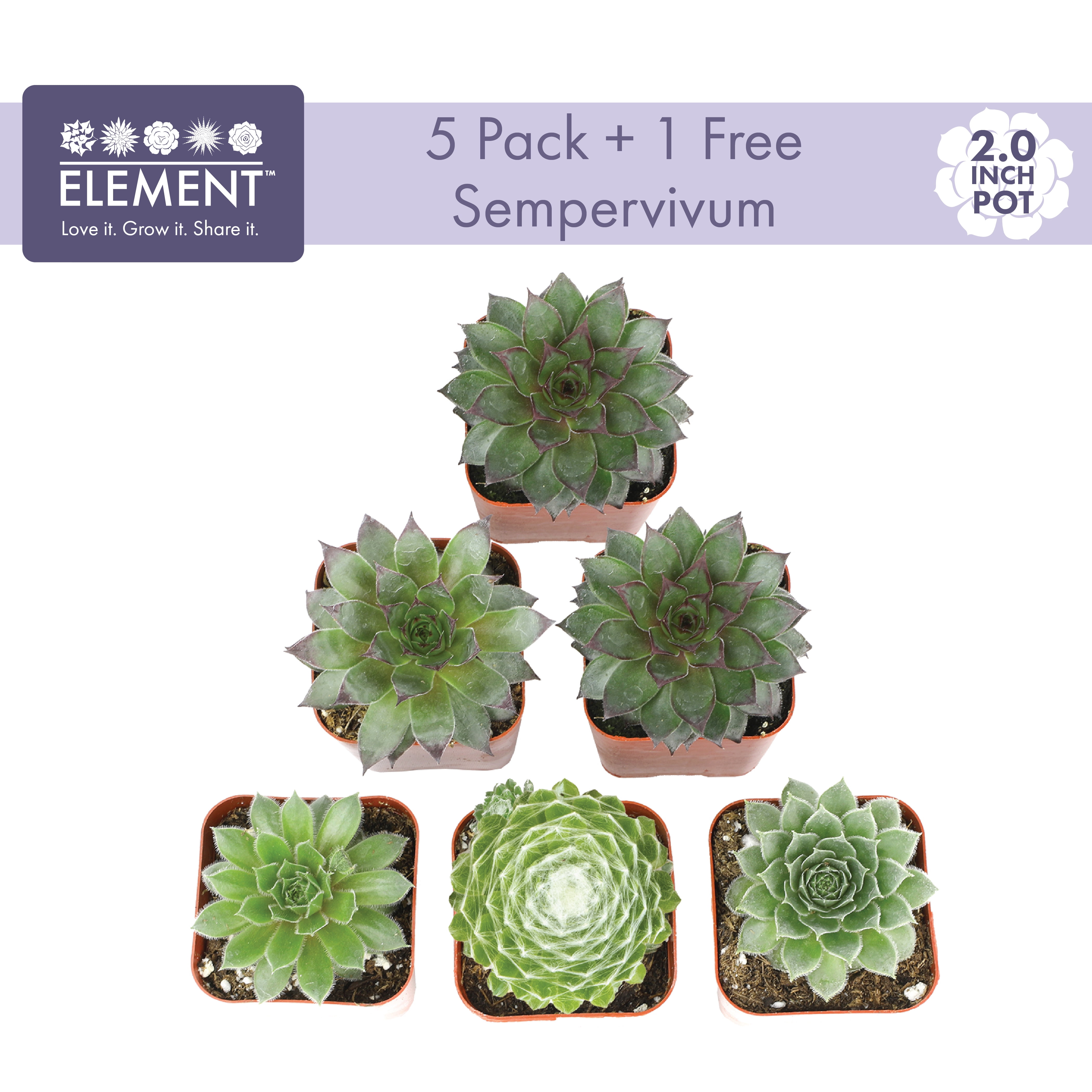 Element by Altman Plants Pet Safe Live Succulent Plants (5 + 1