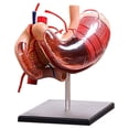 thumbnail image 2 of Heliisoer Stomach Anatomical Model Human Anatomy Model, 2 of 8