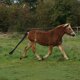 thumbnail image 5 of Bolsa de cola de caballo de 2 piezas, cola de caballo de caballo, bolsa de cola elástica, bolsa de cola trenzada, protector de cola de caballo transpirable, diseño antideslizante, protege al, 5 of 5