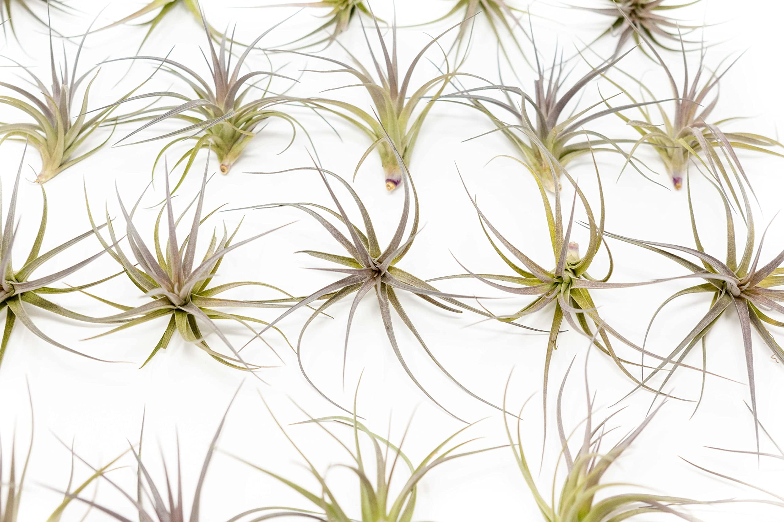 Air Plants The Inca Collection - Live Succulent House Plants - Available in Wholesale and Bulk - Home and Garden Decor - Easy Care Indoor and Outdoor Plants (Pack of 25)