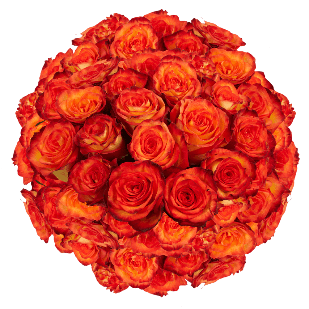 100 Stems of Yellow with Orange High & Magic Roses Beautiful Fresh Cut