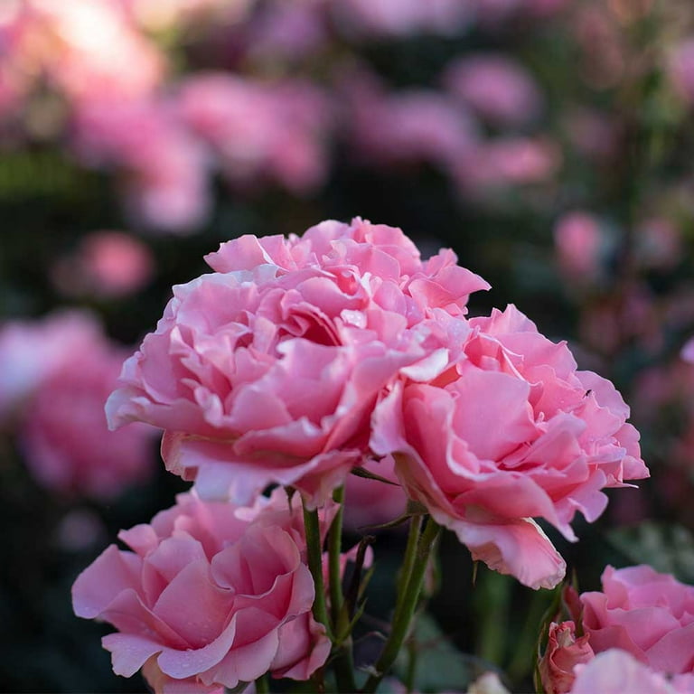 Heirloom Roses Floral Bouquet - Paris de Yves St. Laurent ™ Hybrid