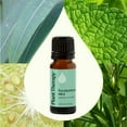 thumbnail image 4 of Plant Therapy Eucalyptus Mint Essential Oil Blend 10 mL (1/3 oz) 100% Pure, Undiluted, Natural Aromatherapy, 4 of 10