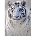 thumbnail image 1 of 30x40cm Adultos Niños 5d Diy Diamond Art Painting Set - Tigre Blanco, Manualidades De Bordado De Diamantes Completos, Juego De Pintura De Diamantes De Imitación De Cristal De Lienzo, Traje, 1 of 5