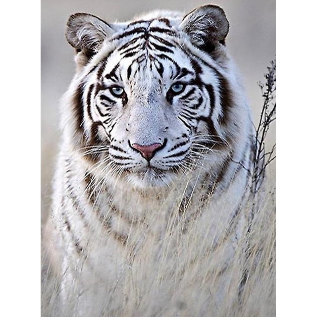 30x40cm Adultos Niños 5d Diy Diamond Art Painting Set - Tigre Blanco, Manualidades De Bordado De Diamantes Completos, Juego De Pintura De Diamantes De Imitación De Cristal De Lienzo, Traje