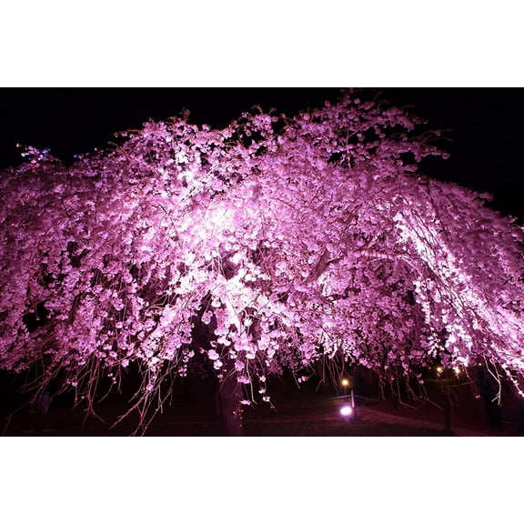 CZ Grain Weeping Cherry Tree Seeds 8 Piece, Rare Blooming Higan Cherry