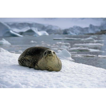 Leopard Seal Laying On Ice Pack Antarctica Summer Stretched Canvas - Tom Soucek  Design Pics (17 x