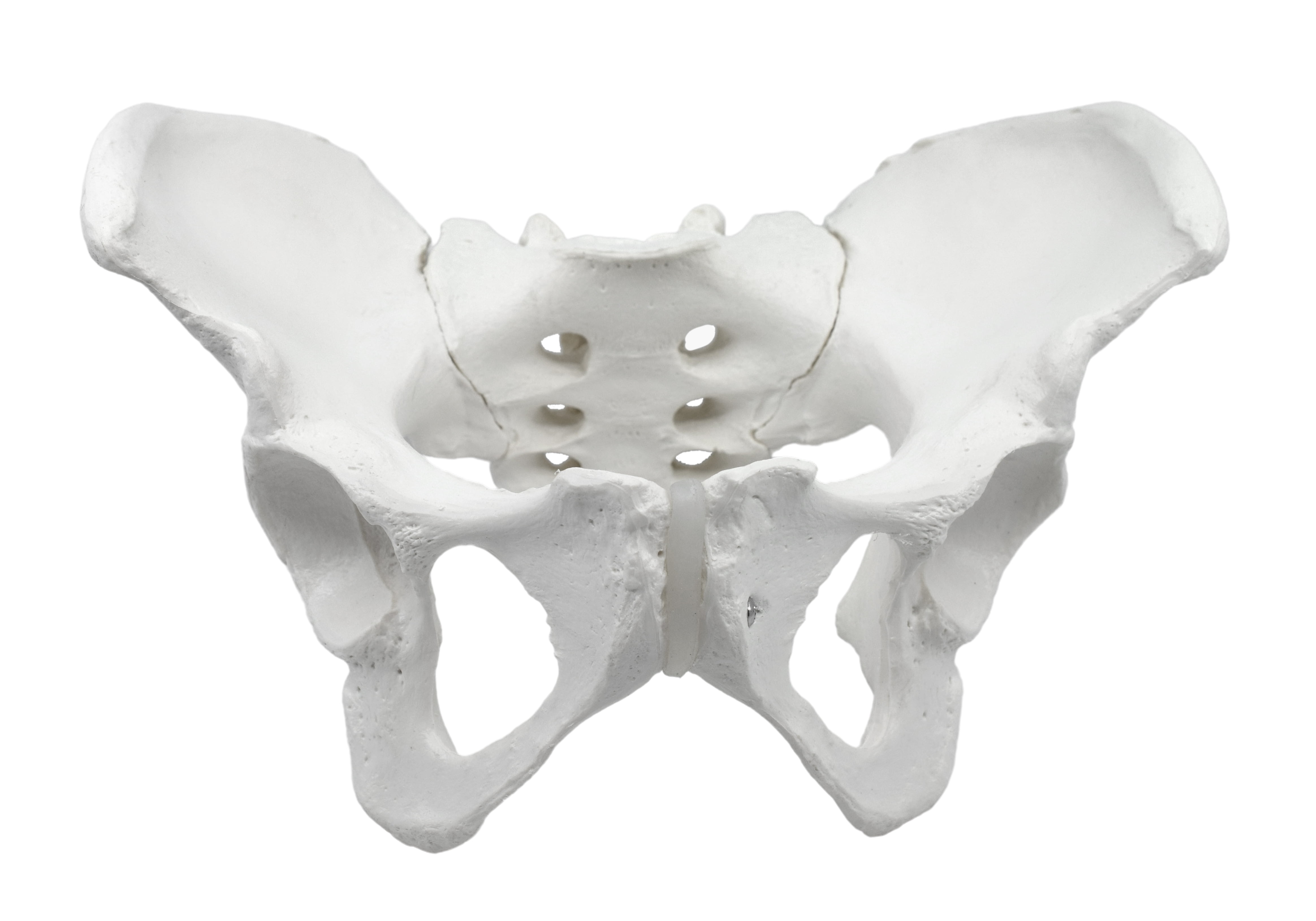 Female Pelvis Model, Human Life Size, 3D Rendering for Anatomical