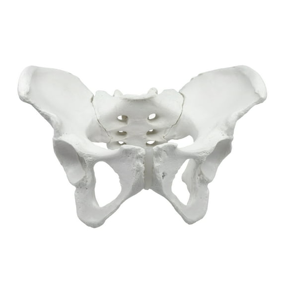 Female Pelvic Skeleton Anatomical Model, Medical Quality, Life Sized (10" x 10" x 6" approx.)