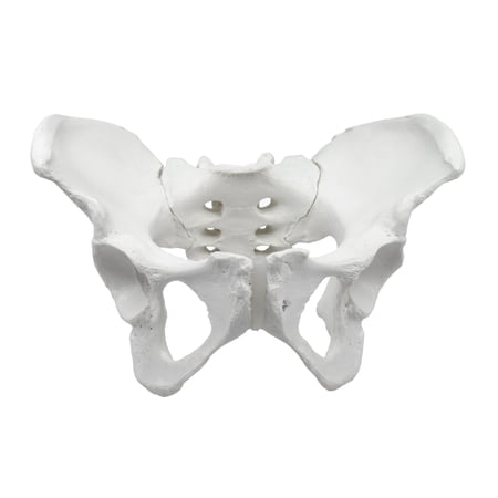 Female Pelvic Skeleton Anatomical Model  Medical Quality  Life Sized (10  x 10  x 6  approx.) price history on PriceWatchPro