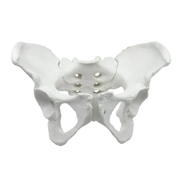 Female Pelvis Model, Human - Life Size, 3D Rendering for Anatomical ...