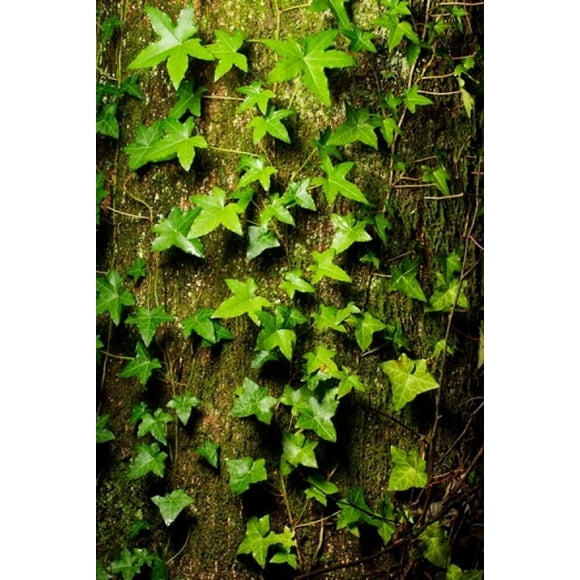 Red cedar English ivy, Stanley Park, British Columbia Poster Print by Paul Colangelo (24 x 36)