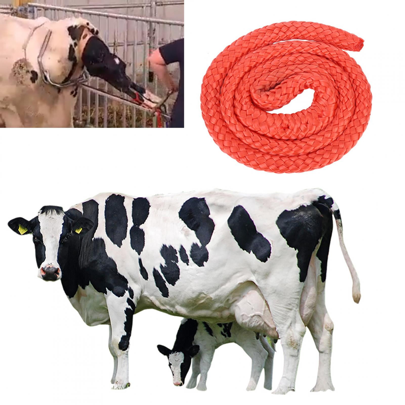Helping Cows Give Birth. Midwifery Rope, Obstetric Rope, Livestock