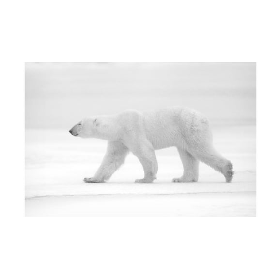 Trademark Fine Art Marco Pozzi Just White Canvas Wall Art