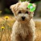 thumbnail image 5 of 20 piezas de pasadores para el pelo con forma de lazo pequeño para cachorros y perros, pinzas para el pelo con forma de flor para perros, accesorios para mascotas, 5 of 5