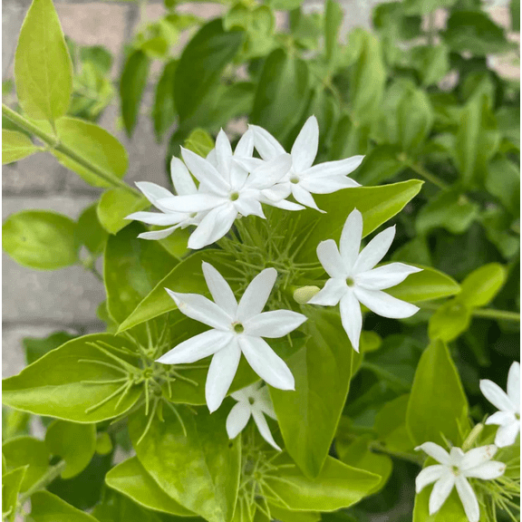 Downey Jasmine Plant Live, 4-8 Inches, Fragrant Jasmine Flower Vine for Planting