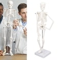 thumbnail image 4 of Estructura ósea humana ANGGREK Modelo de esqueleto desmontable PVC 45 cm con varilla de soporte de metal, 4 of 8