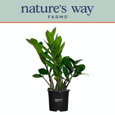 Nature's Way Farms ZZ Plant Live Plant (7-11 inches tall) in growers pot