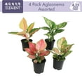 thumbnail image 4 of Variegated Chinese Evergreen (Aglaonema) 4-pack | 4.25" Grow Pots | Easy Live House Plants| Filtered Sun | Element by Altman Plants, 4 of 10