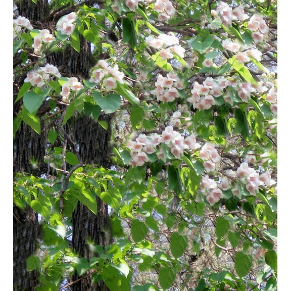 Tropical Seeds- 40 Heirloom SEEDS -Dragon Tree! Paulownia fortunei