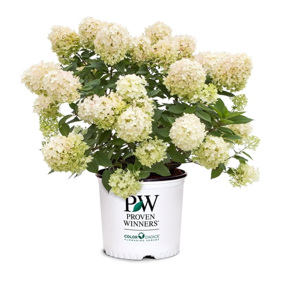 Proven Winners ColorChoice 6" White Fire Light Tidbit Panicle Hydrangea Live Plant in 7.5" Pot