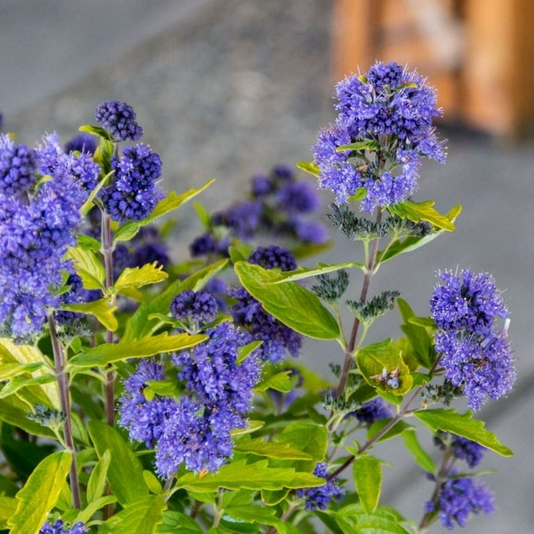 Outdoor Garden Center Perennials: 2 gal. Beekeeper Bluebeard Live