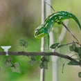 thumbnail image 4 of unbranded 1Jgo Tira Flexible De Vid Falsa Para Terrarios De Reptiles Con Material Y Resistente, 4 of 8