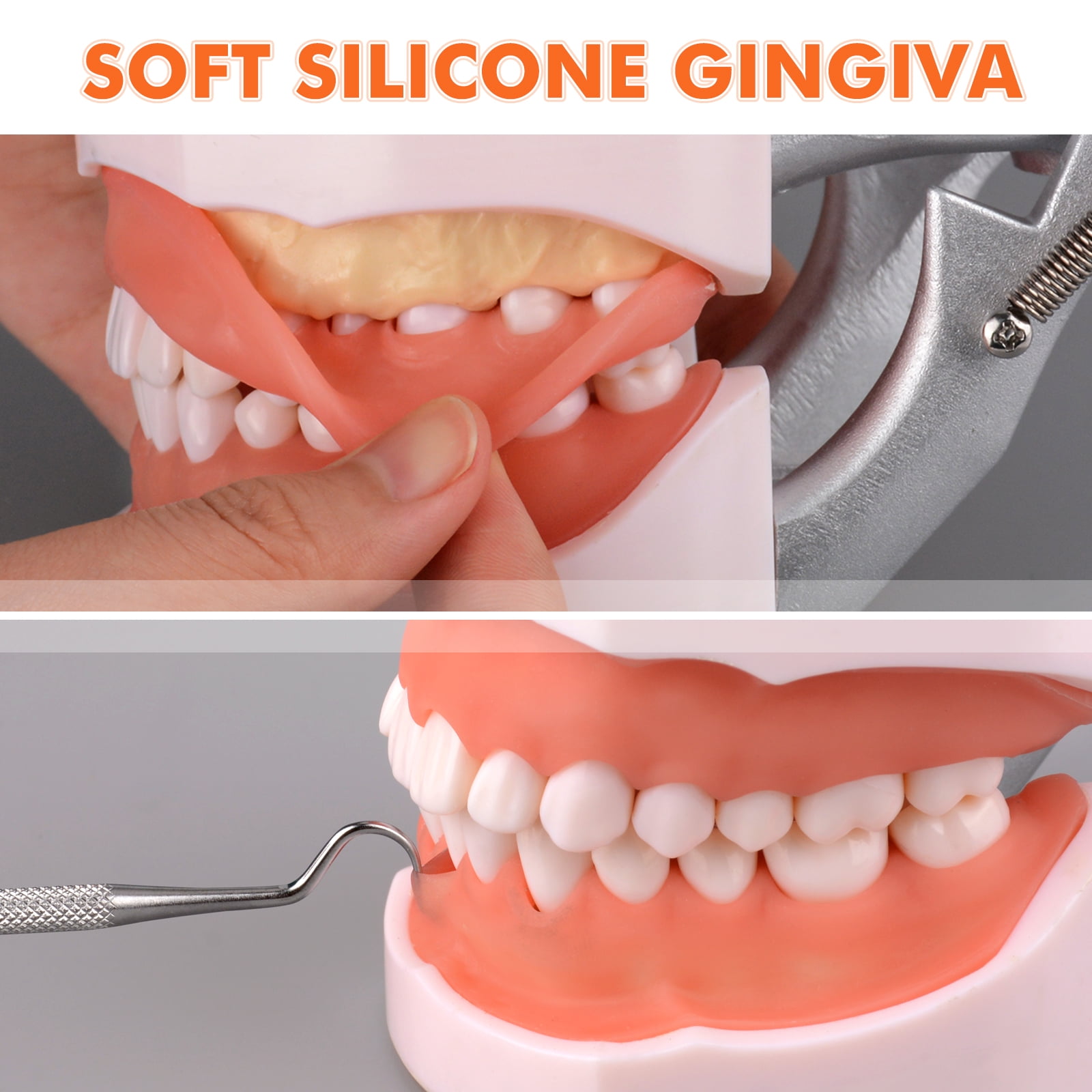 Typodont Teeth Model Includes 20pcs of Special Black Replacement Teeth