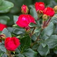 thumbnail image 2 of Brighter Blooms - Petite Knock Out® Rose, 2 Quart - No Shipping to AK, AZ, HI, 2 of 5