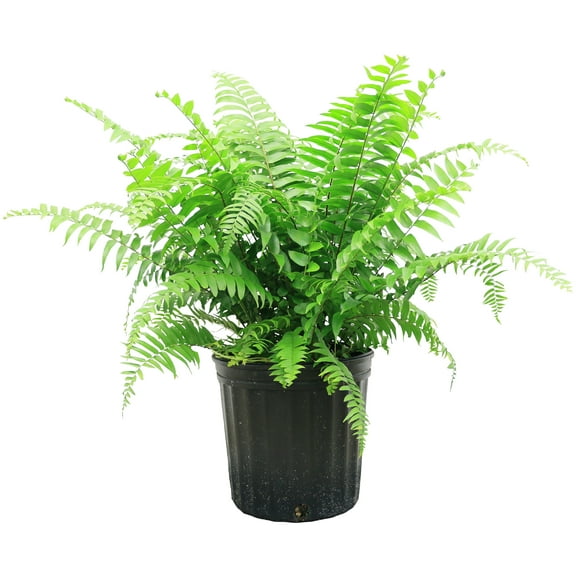 Costa Farms 24" Tall Macho Fern, Bright Indirect Sunlight, Indoor Live House Plants, Grow Pot