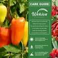 thumbnail image 2 of Carolina Reaper Pepper Seed Starter Kit - Pepper Seeds with Liner Tray and Half Quart Vegetable Soil Mix - Grow Your Own Vegetables, 2 of 6
