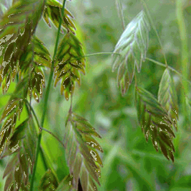 Everwilde Farms 200 River Oats Native Grass Seeds Gold Vault Jumbo