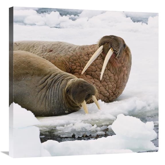 30 x 30 in. Walrus Male & Female on Ice Floe, Svalbard, Norway Art Print - Konrad Wothe