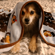 Original Snuggle Puppy Starter Kit for Anxiety Relief and Calming Aid, Biscuit Coloured Puppy Included and Blue Toy